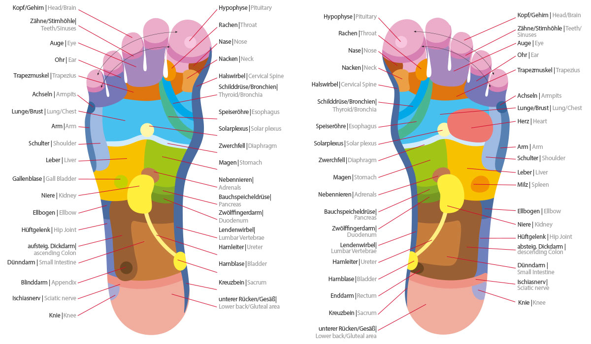 Fussreflexzonen - Wissenswertes - Info - Casada Deutschland| Onlineshop