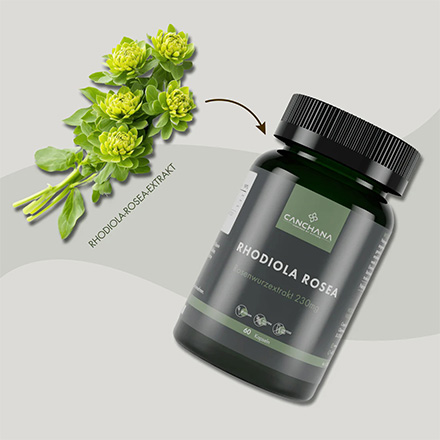 Rhodiola Rosea B